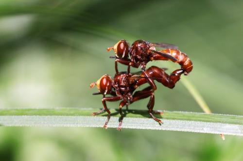 Réf. 207 955 : Sicus ferrugineus